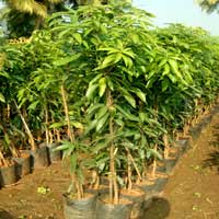 Manufacturers Exporters and Wholesale Suppliers of Mangifera Indica Rajahmundry Andhra Pradesh