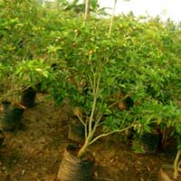 Manufacturers Exporters and Wholesale Suppliers of Achras Sapota Rajahmundry Andhra Pradesh
