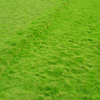 Manufacturers Exporters and Wholesale Suppliers of Zoysia Japonica Rajahmundry Andhra Pradesh