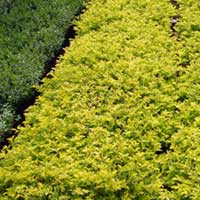Manufacturers Exporters and Wholesale Suppliers of Duranta Rajahmundry Andhra Pradesh