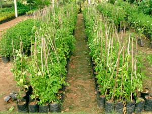 Manufacturers Exporters and Wholesale Suppliers of Pyrostegia Venusta Rajahmundry Andhra Pradesh