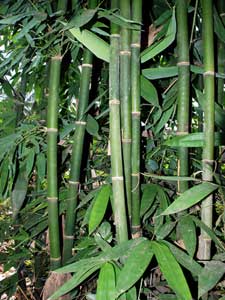 Manufacturers Exporters and Wholesale Suppliers of Phyllostachys Nigra Rajahmundry Andhra Pradesh