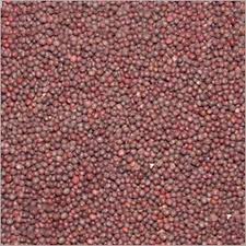 Oil Seeds Manufacturer Supplier Wholesale Exporter Importer Buyer Trader Retailer in Vadodara  India