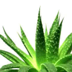 Aloe Vera Capsules Manufacturer Supplier Wholesale Exporter Importer Buyer Trader Retailer in Ghaziabad Uttar Pradesh India