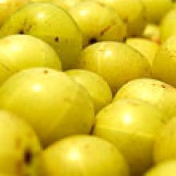 Manufacturers Exporters and Wholesale Suppliers of Amla Capsule Ghaziabad Uttar Pradesh