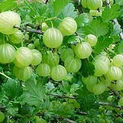 Manufacturers Exporters and Wholesale Suppliers of Amla Juice Ghaziabad Uttar Pradesh