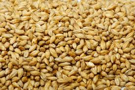 Barley Manufacturer Supplier Wholesale Exporter Importer Buyer Trader Retailer in Sirsa Haryana India