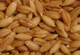 Barley Manufacturer Supplier Wholesale Exporter Importer Buyer Trader Retailer in Jaipur Rajasthan India