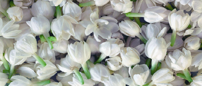 Jasmine Flower Manufacturer Supplier Wholesale Exporter Importer Buyer Trader Retailer in Madurai Tamil Nadu India