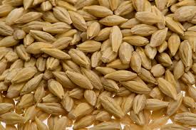Barley Manufacturer Supplier Wholesale Exporter Importer Buyer Trader Retailer in Bikaner Rajasthan India