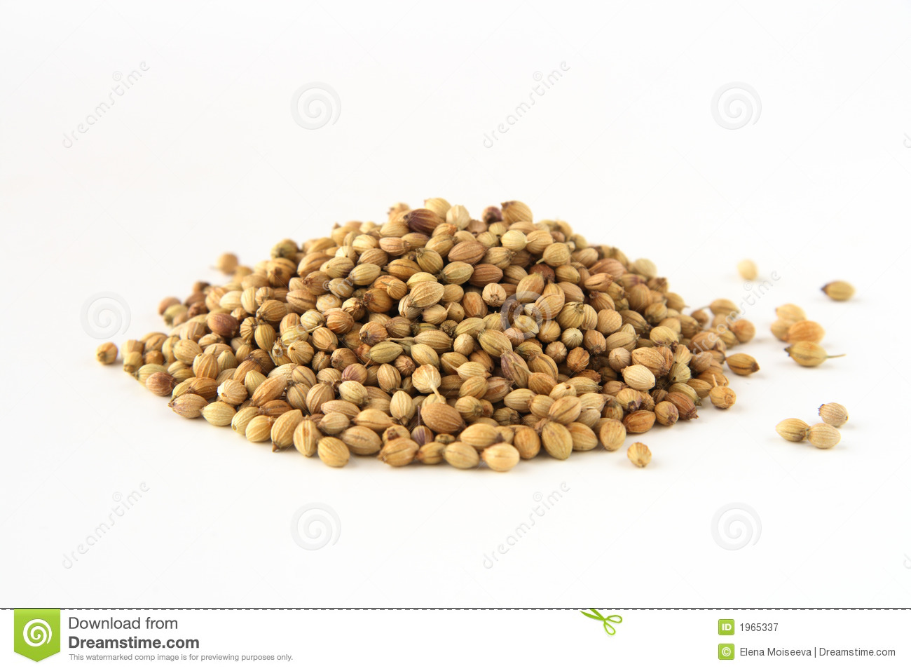 Manufacturers Exporters and Wholesale Suppliers of Coriander Khari baoli Delhi