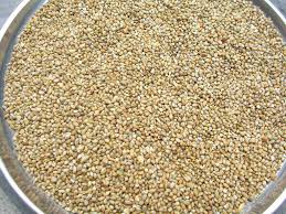 Bajra Manufacturer Supplier Wholesale Exporter Importer Buyer Trader Retailer in Nira Maharashtra India