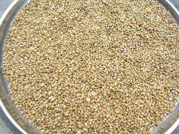 Bajra Manufacturer Supplier Wholesale Exporter Importer Buyer Trader Retailer in Nira Maharashtra India