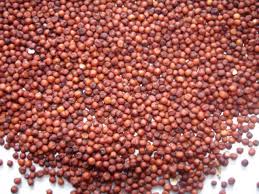 Ragi Manufacturer Supplier Wholesale Exporter Importer Buyer Trader Retailer in Bangalore Karnataka India