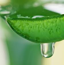 Aloe Vera Juice Manufacturer Supplier Wholesale Exporter Importer Buyer Trader Retailer in Tripura  India