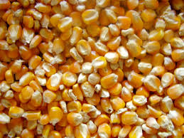 Manufacturers Exporters and Wholesale Suppliers of Maize Mumbai Maharashtra