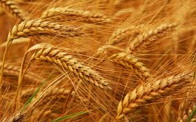 Manufacturers Exporters and Wholesale Suppliers of Wheat Nanded Maharashtra