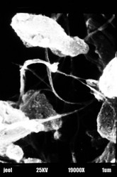 Cooh  Functionalized Swcnt 03