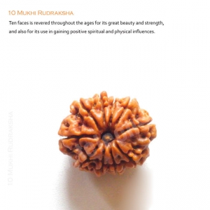 Manufacturers Exporters and Wholesale Suppliers of 10 Mukhi Rudraksha Delhi Delhi