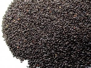 Tukmaria Seeds (Sabja seeds / Basil seeds / Falooda seeds) Manufacturer Supplier Wholesale Exporter Importer Buyer Trader Retailer in Gandhidham Gujarat India