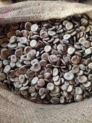 Nux vomica seeds Manufacturer Supplier Wholesale Exporter Importer Buyer Trader Retailer in Tuticorin Tamil Nadu India