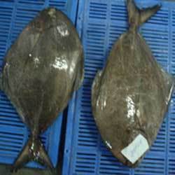 Black Pomfret