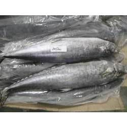 Manufacturers Exporters and Wholesale Suppliers of King Fish Bareilly Uttar Pradesh