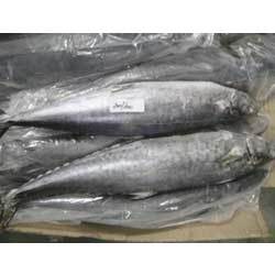 King Fish
