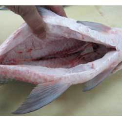Rohu