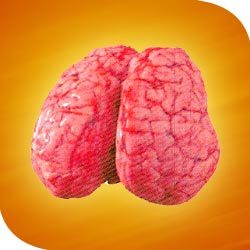 Manufacturers Exporters and Wholesale Suppliers of Brain Bareilly Uttar Pradesh