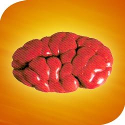 Manufacturers Exporters and Wholesale Suppliers of Kidney Bareilly Uttar Pradesh