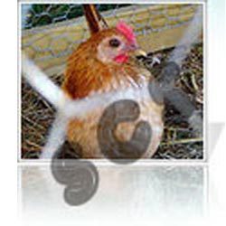 Poultry Mesh