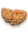 Manufacturers Exporters and Wholesale Suppliers of RUDRAKSHA   100 Real Gurantee Burdwan West Bengal