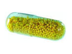 Dummy Pellets  (non Pareil  Seeds