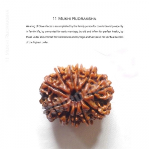 Manufacturers Exporters and Wholesale Suppliers of 11 Mukhi Rudraksha Delhi Delhi