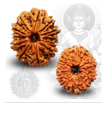 Manufacturers Exporters and Wholesale Suppliers of 12 Mukhi Rudraksh New Delhi 