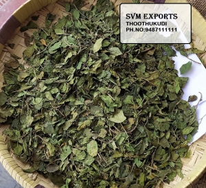 Manufacturers Exporters and Wholesale Suppliers of Gymnema Leaves Tuticorin Tamil Nadu
