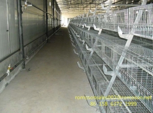 Chicken Farm Shandong Tobetter With High Quality