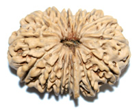 Manufacturers Exporters and Wholesale Suppliers of 14 mukhi vadodara Gujarat