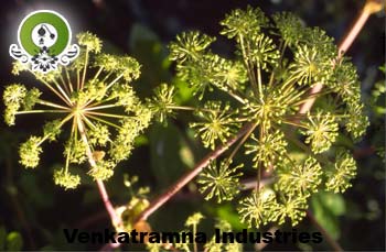 Manufacturers Exporters and Wholesale Suppliers of Angelica Root Absolute Oil Kannauj Uttar Pradesh