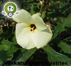 Manufacturers Exporters and Wholesale Suppliers of Ambrette Seed Absolute Kannauj Uttar Pradesh