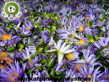 Manufacturers Exporters and Wholesale Suppliers of Blue Lotus Absolute Kannauj Uttar Pradesh