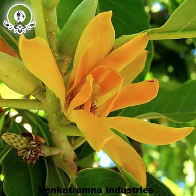 Manufacturers Exporters and Wholesale Suppliers of Champaka Absolute Kannauj Uttar Pradesh
