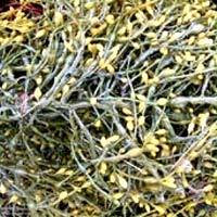 Seaweed Extract