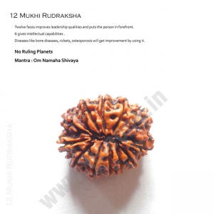 Manufacturers Exporters and Wholesale Suppliers of 12 Mukhi Rudraksha Delhi Delhi