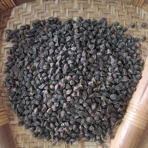 Moringa seeds without wings Manufacturer Supplier Wholesale Exporter Importer Buyer Trader Retailer in Tuticorin Tamil Nadu India