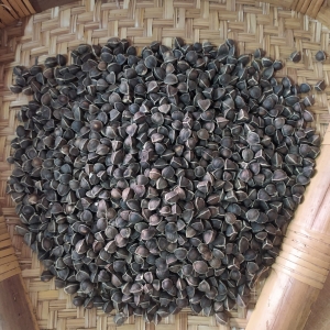 Manufacturers Exporters and Wholesale Suppliers of Moringa seeds without wings Tuticorin Tamil Nadu
