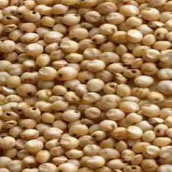 Sorghum Grains