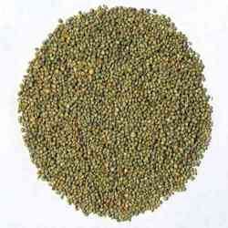 Green Millet Grains Manufacturer Supplier Wholesale Exporter Importer Buyer Trader Retailer in Navi Mumbai Maharashtra India