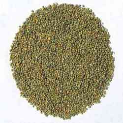 Green Millet Grains